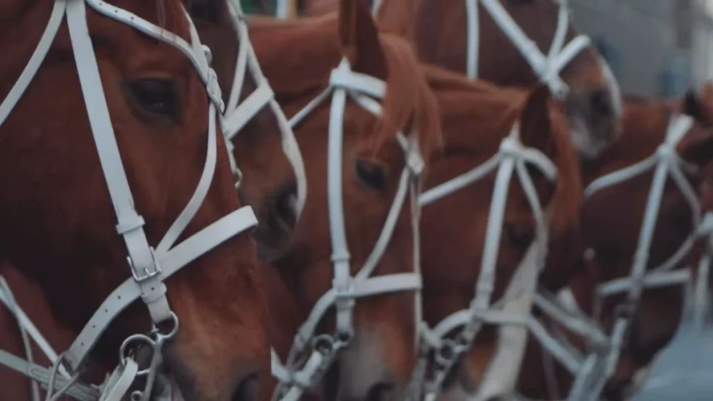 Close de cavalos com arreios brancos em Santiago.