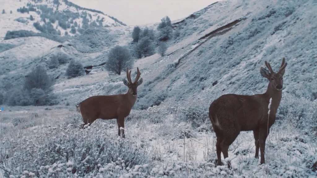 Cervo e guanaco na neve da Patagônia.