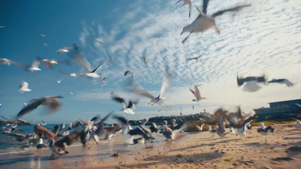 Aves voando na costa da Patagônia.