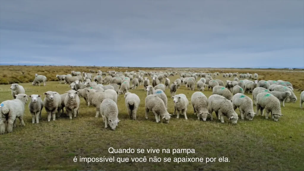 Guanacos na natureza selvagem da Patagônia