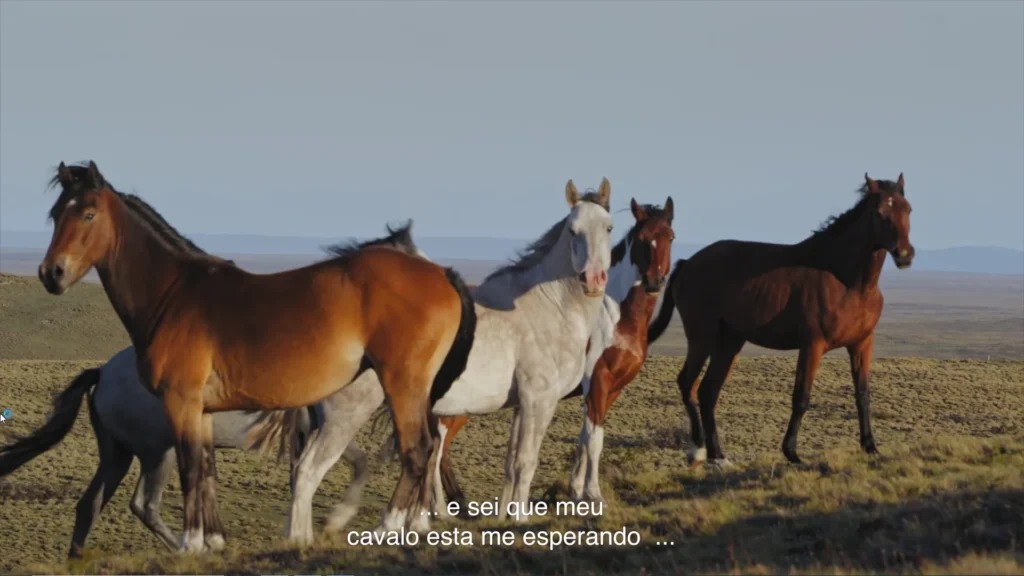 Rebanho de ovelhas pastando na Patagônia