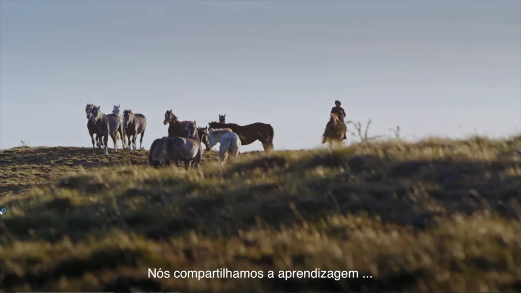 Cavalos nos campos da Patagônia