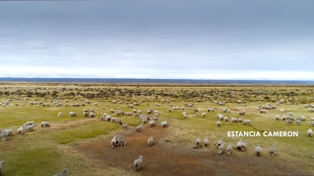 Ovelhas pastando em um campo aberto da Patagônia.