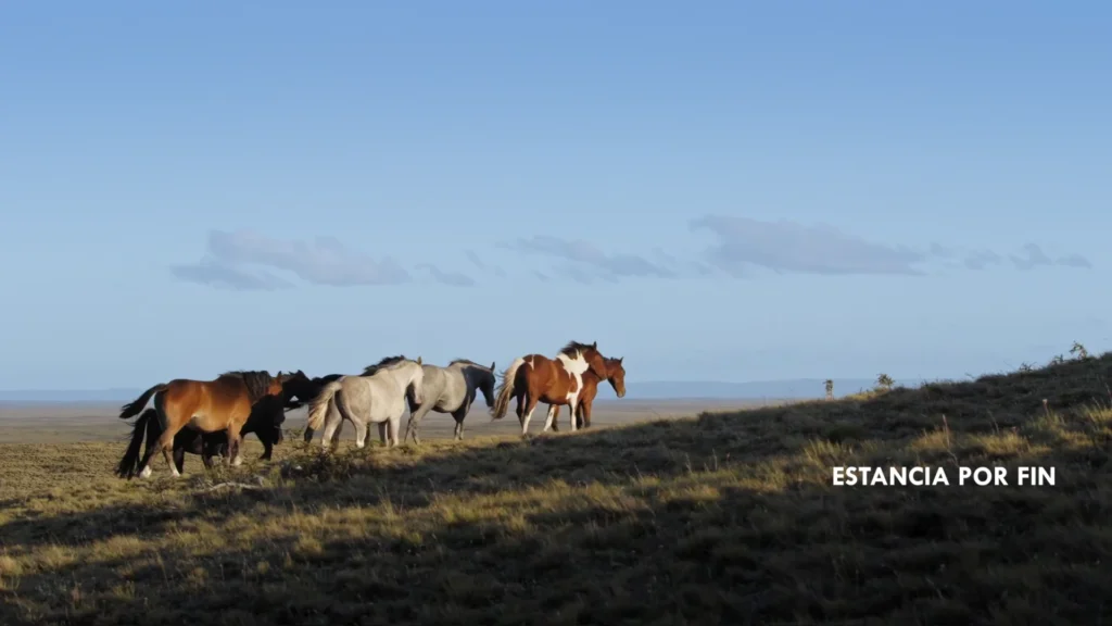 Cavalos correndo pelas planícies da Patagônia.