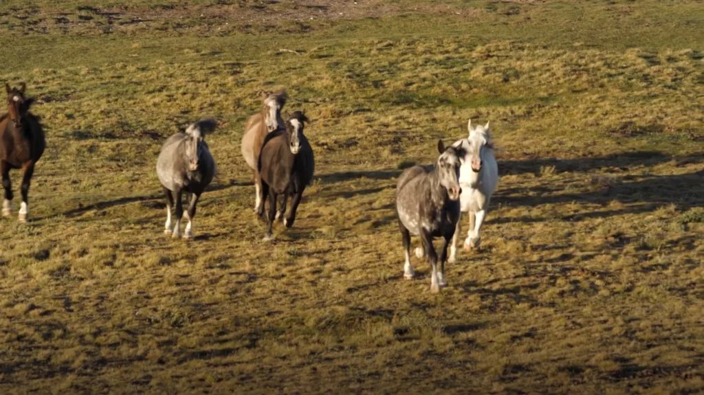 Cavalos caminhando pela paisagem da Patagônia.
