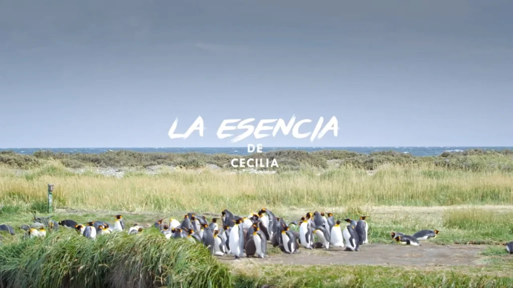 Colônia de pinguins em uma área gramada na Patagônia Chilena.