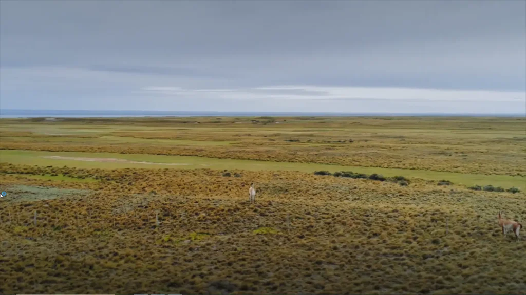 Guanacos em paisagem de estepe patagônica