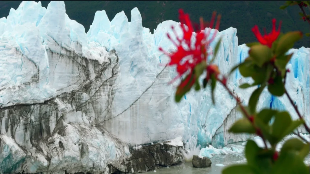 Flores vermelhas no primeiro plano com o Glaciar Perito Moreno ao fundo