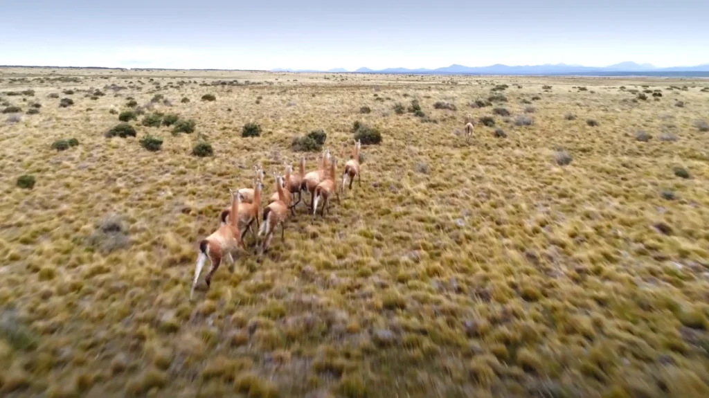 Gamas correndo pelas planícies da Patagônia Chilena.