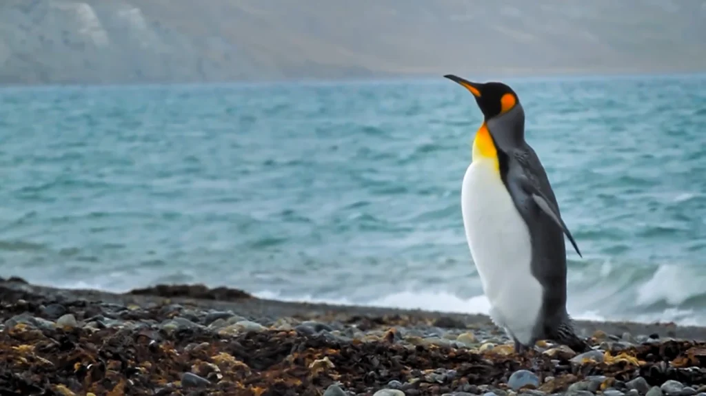 Pinguim de pé à beira do mar na Patagônia.