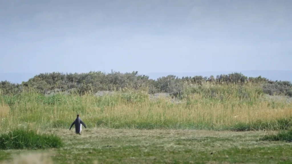 Pinguim caminhando por um campo gramado na Patagônia Chilena