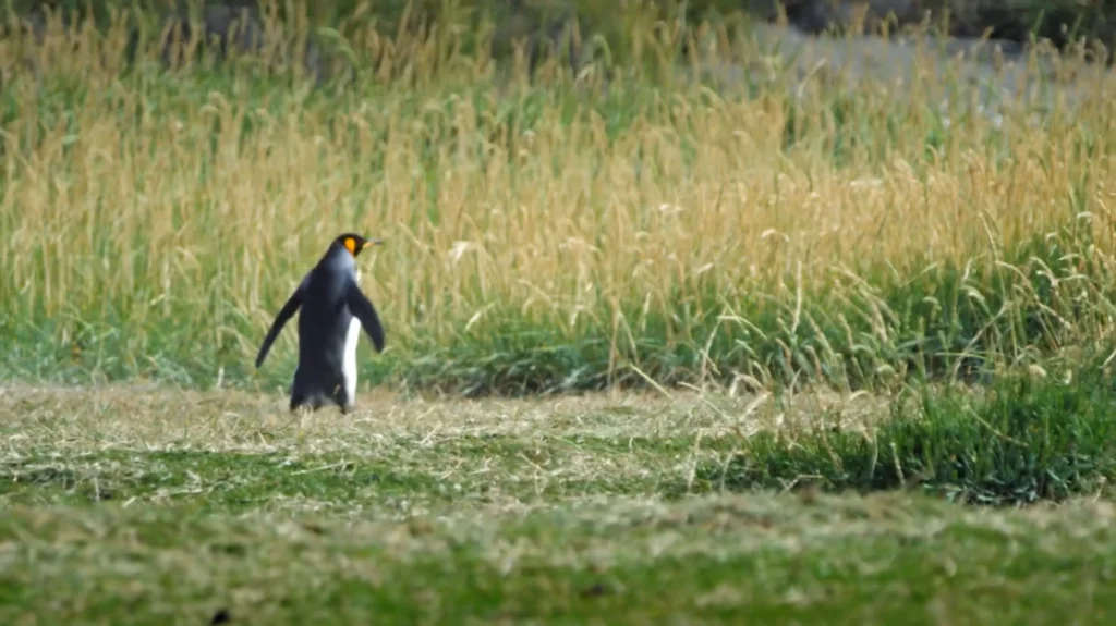 Pinguim caminhando sobre a grama na Patagônia.