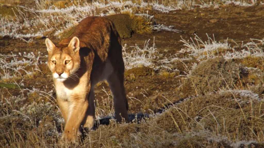 Puma caminhando nas planícies da Patagônia.