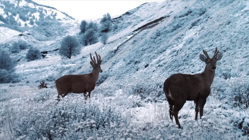 Veado com chifres andando pela neve na Patagônia.