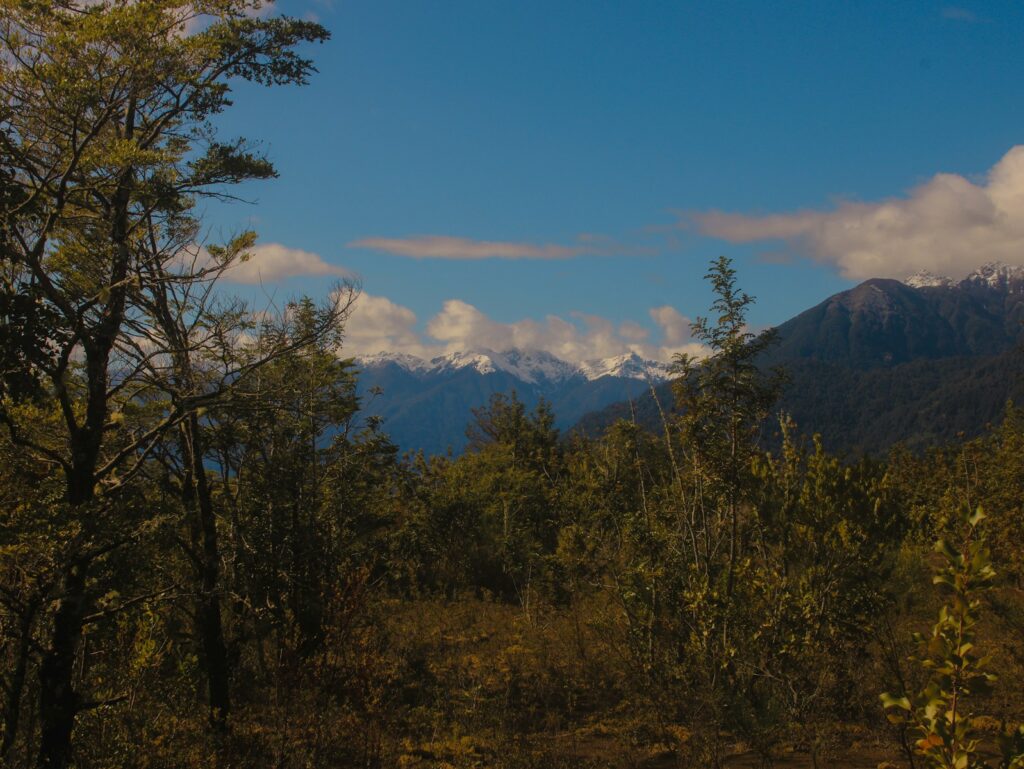 Montanhas cobertas de neve visíveis através das árvores sob o céu azul.
