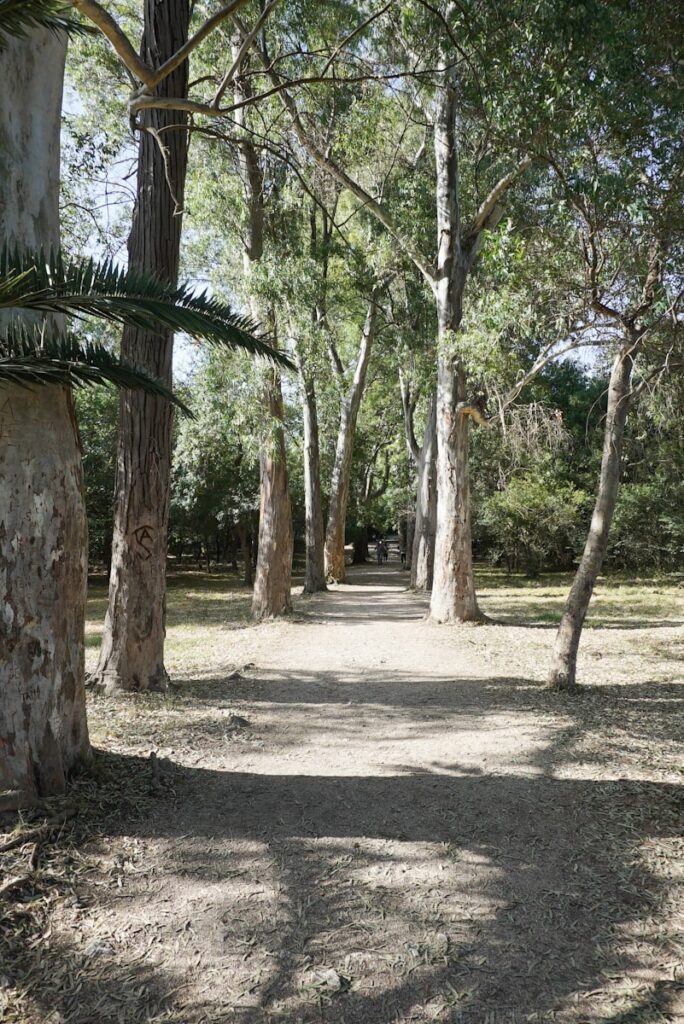 Uma estrada de terra cercada por árvores e grama