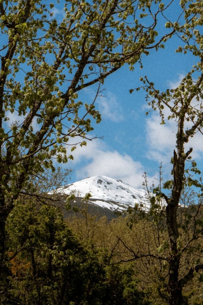 Pico de montanha nevado emoldurado por galhos de árvores.