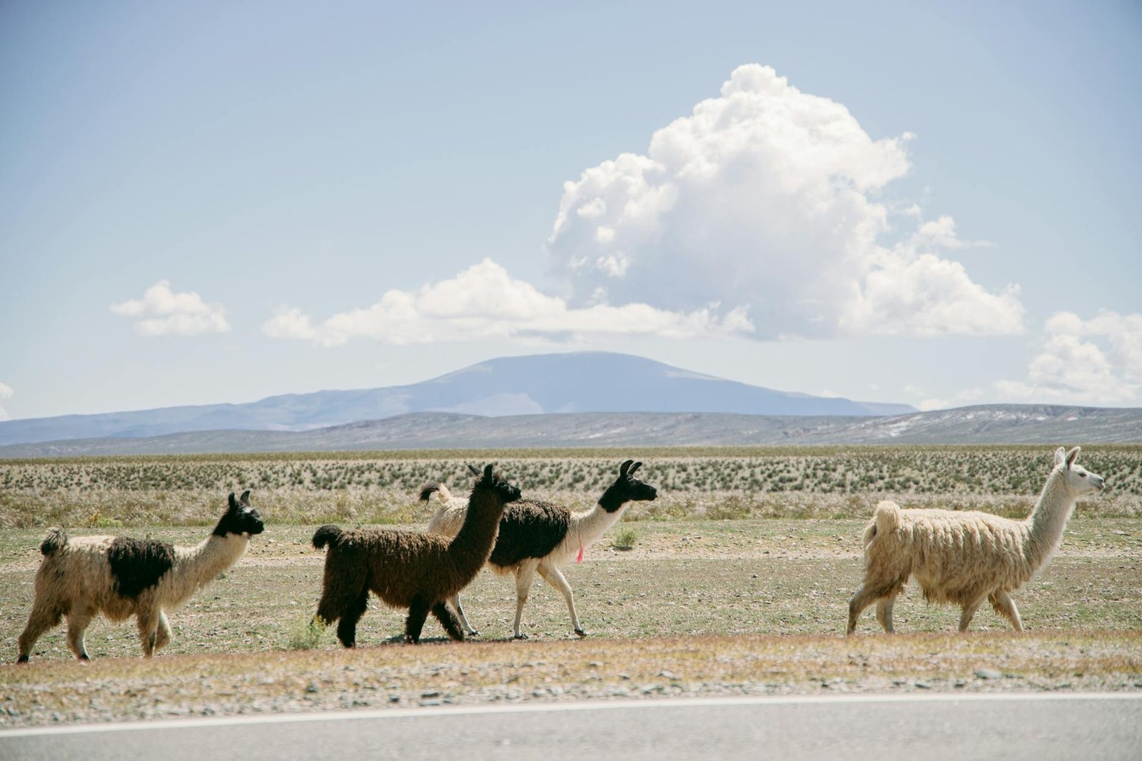 lhamas caminhando perto da estrada