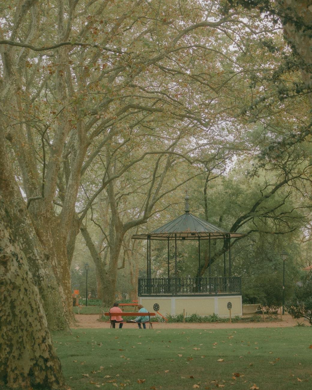 árvores no parque