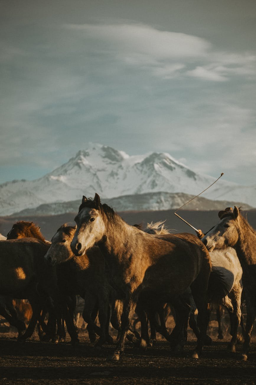 cavalos selvagens pastando com cenário de montanha