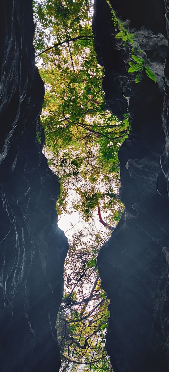 um rio estreito em uma caverna com árvores crescendo nele