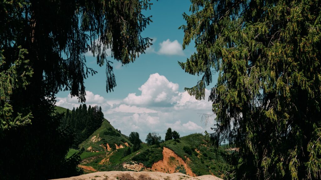 Um grupo de ovelhas de pé no topo de um campo verdejante