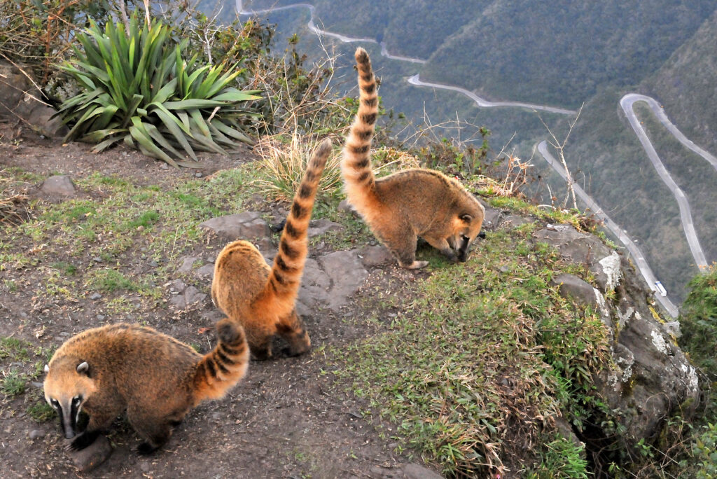 Três quatis (fauna local) em primeiro plano, observando a paisagem verde da Serra do Rio do Rastro, com a estrada sinuosa visível no fundo.