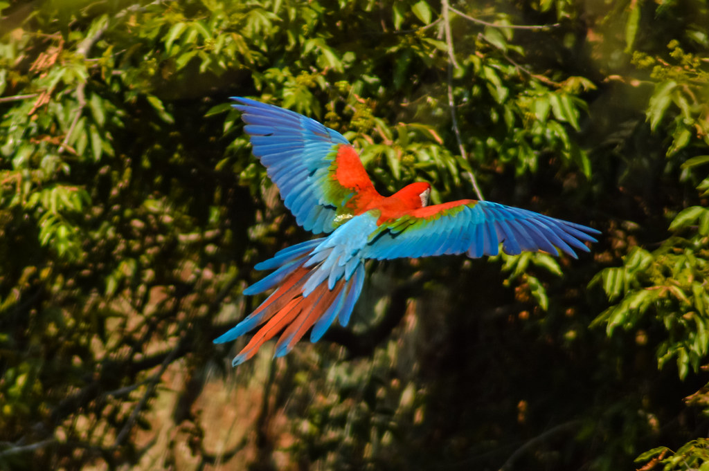 Arara vermelha voando com asas abertas em meio à floresta, símbolo da fauna no turismo ecológico do Brasil.