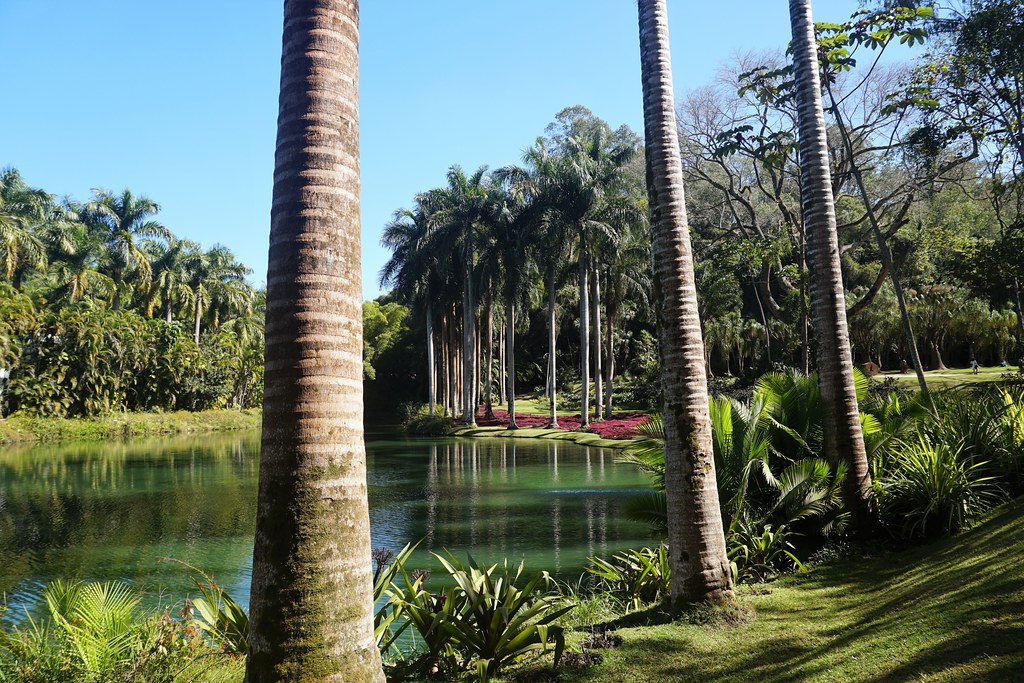 paisagem tranquila com lago verde e palmeiras altas no Instituto Inhotim em Minas Gerais