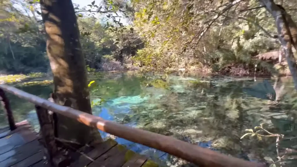 Passarela de madeira e corrimão rústico sobre nascente de água cristalina em Bonito.