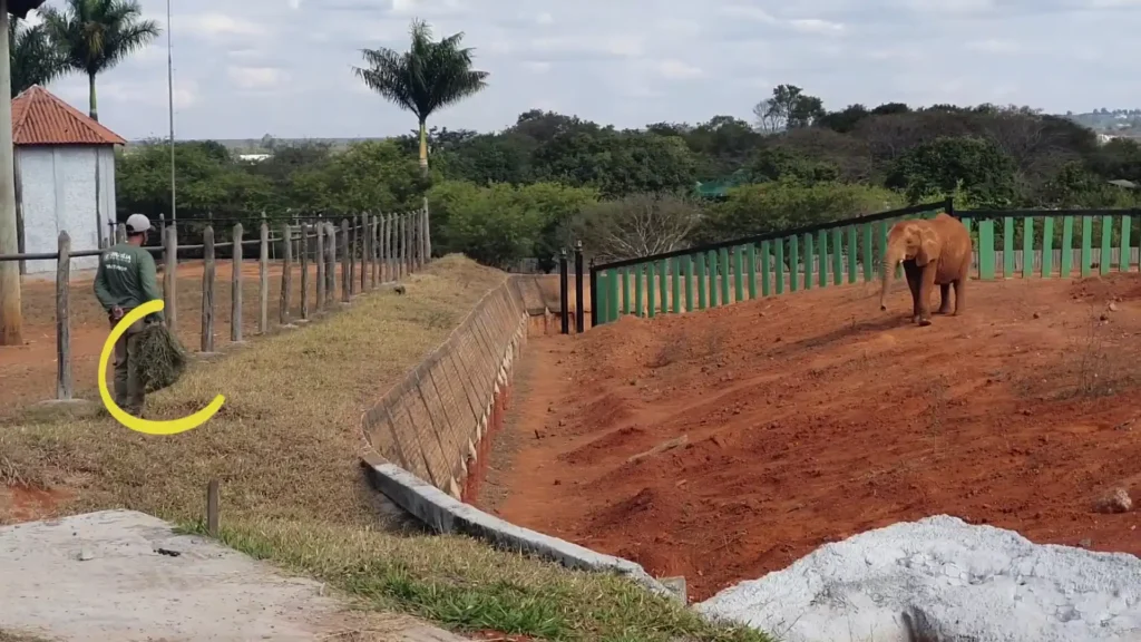 Elefante caminhando em seu recinto no Zoológico de Brasília com tratador próximo.