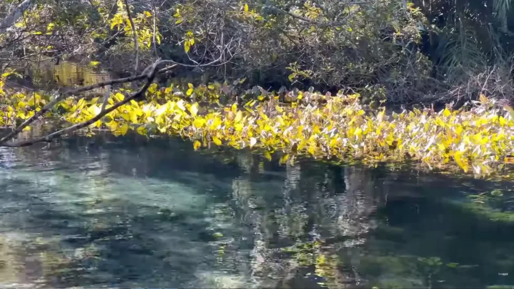 Vegetação aquática amarela na superfície do rio transparente em Bonito, MS.