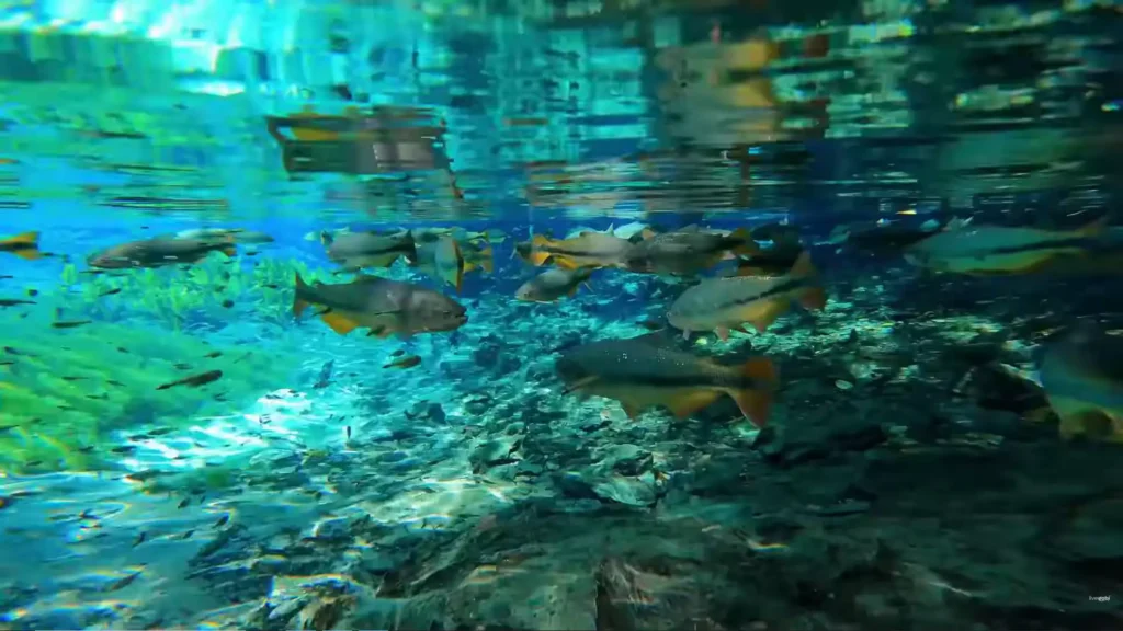 Cardume de piraputangas nadando em rio de águas cristalinas durante flutuação.