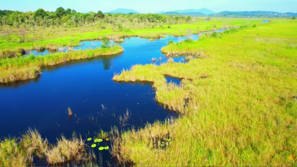 Rio sinuoso cortando a imensidão verde da planície pantaneira passeios natureza brasil.
