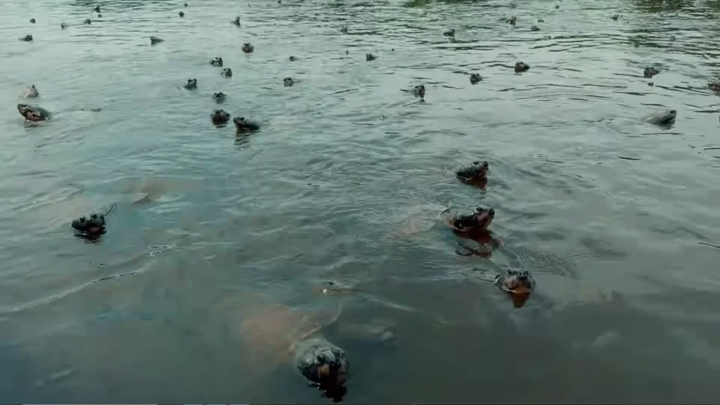 Cardume de tracajás nadando com a cabeça fora da água em rio amazônico. Passeios, natureza, Brasil.