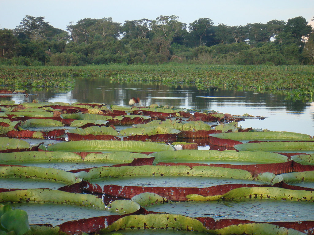 Lago coberto por grandes vitórias-régias com floresta verde ao fundo no final da tarde.