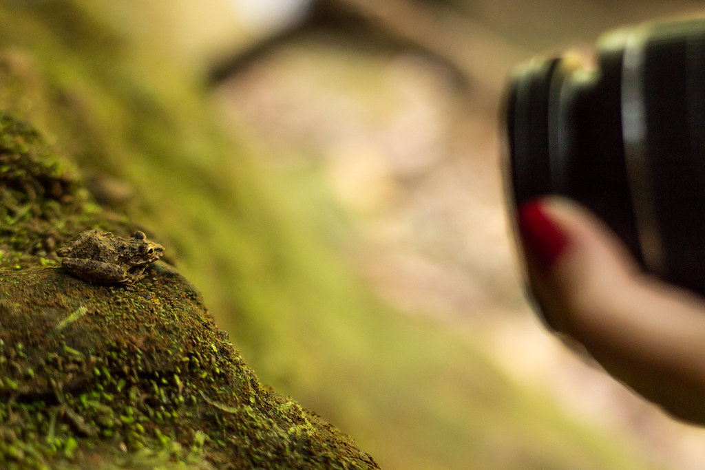 Fotógrafa registrando um pequeno sapo em macro, exemplo de turismo ecológico Brasil consciente.