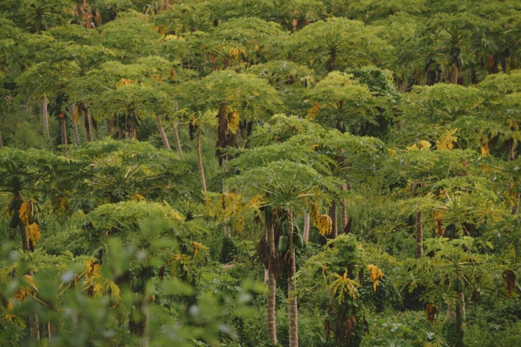 Vista aérea de vegetação nativa exuberante representando a flora dos biomas brasileiros.