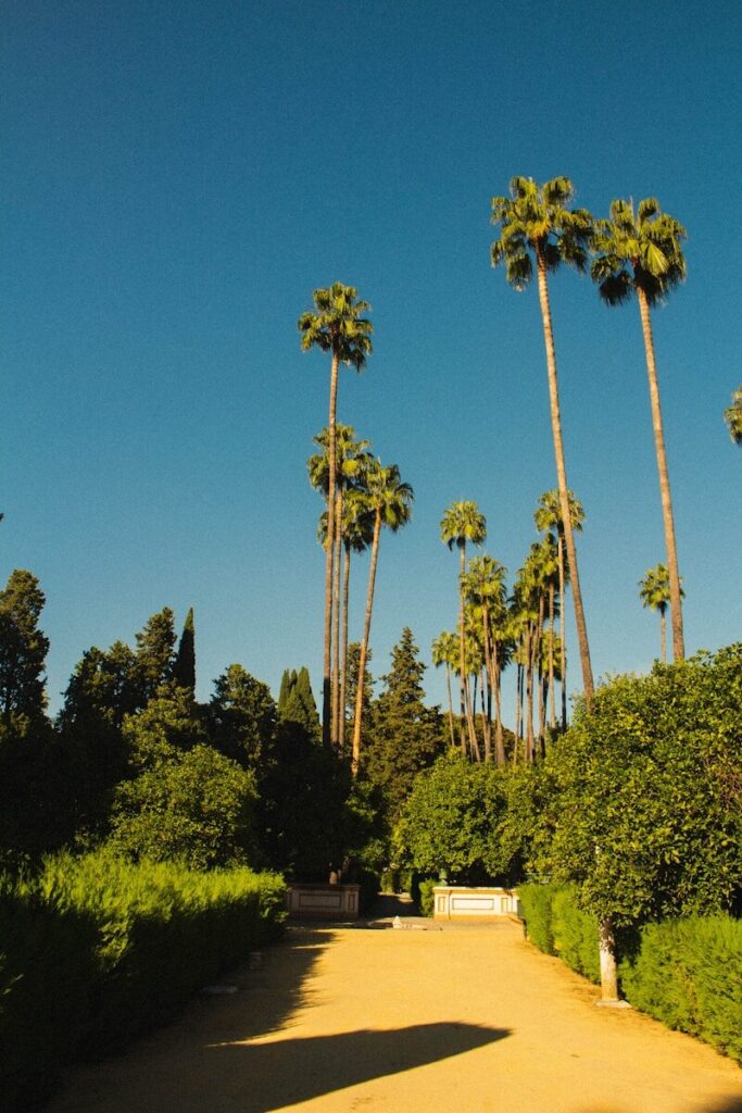 a dirt road surrounded by palm trees on a sunny day