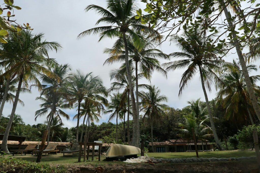 palm trees