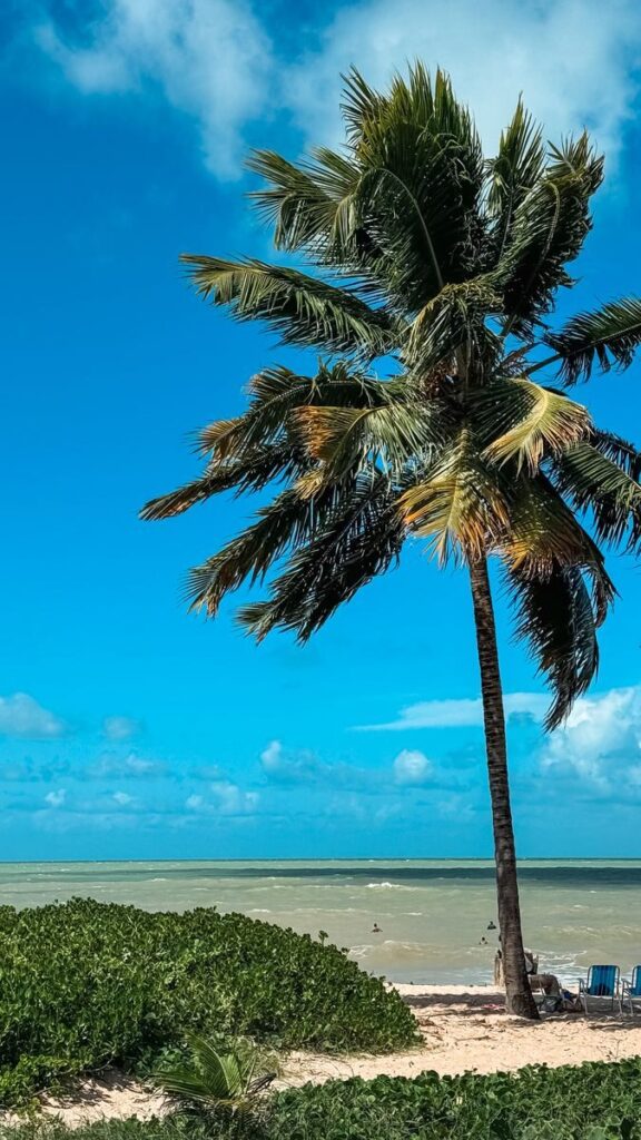 Serene tropical beach in Paraíba, Brazil featuring a lone palm tree and azure ocean waters.