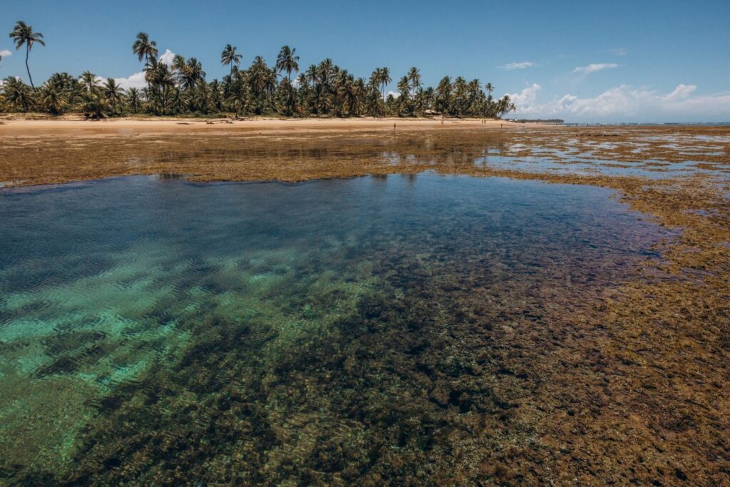 Explore a pristine tropical beach with clear waters and lush palm trees, perfect for a serene getaway.