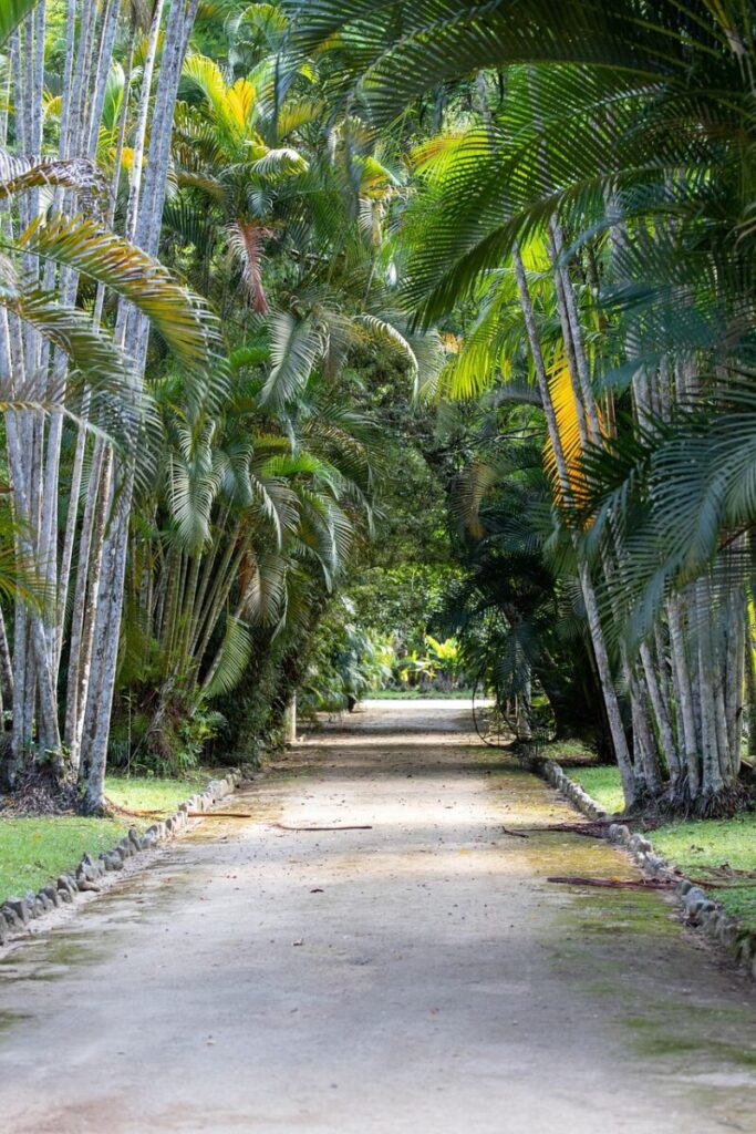 rio de janeiro, brazil, botanical garden, tree, nature, palm