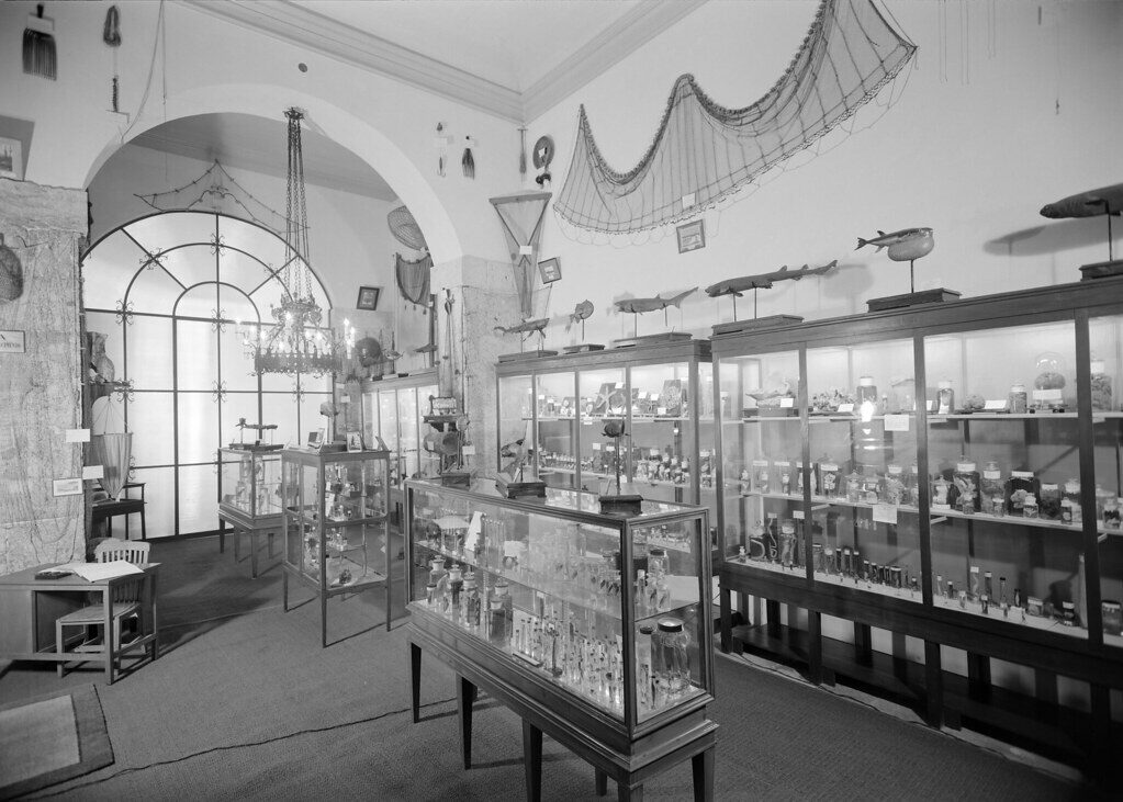 Museu antigo vida marinha