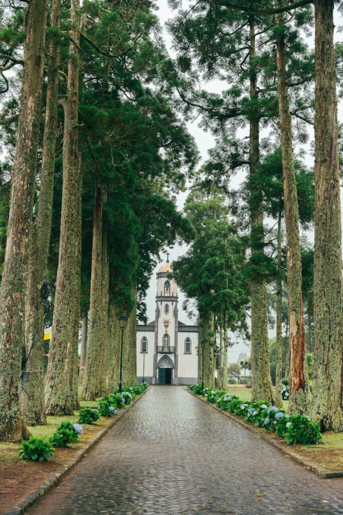 A large white building surrounded by tall trees