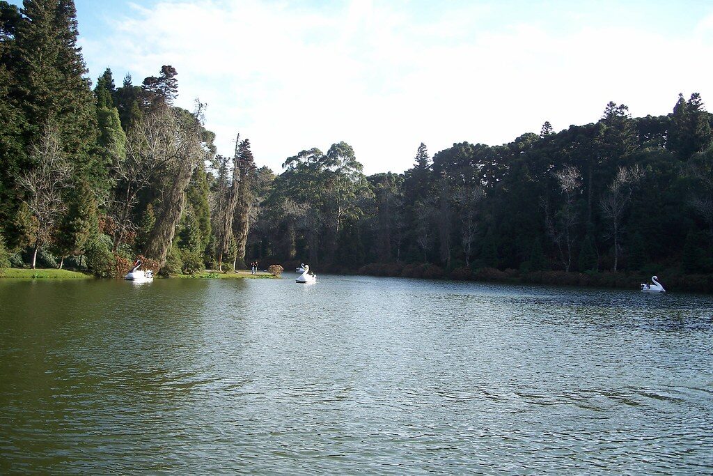 Lago com pedalinhos de cisne