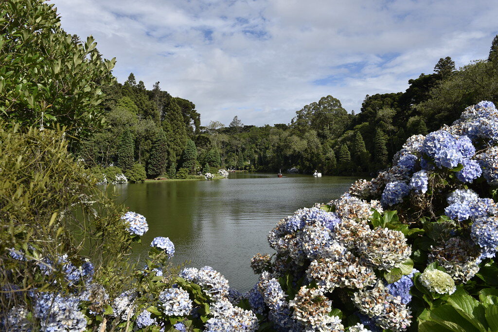 Lago, hortênsias, natureza exuberante
