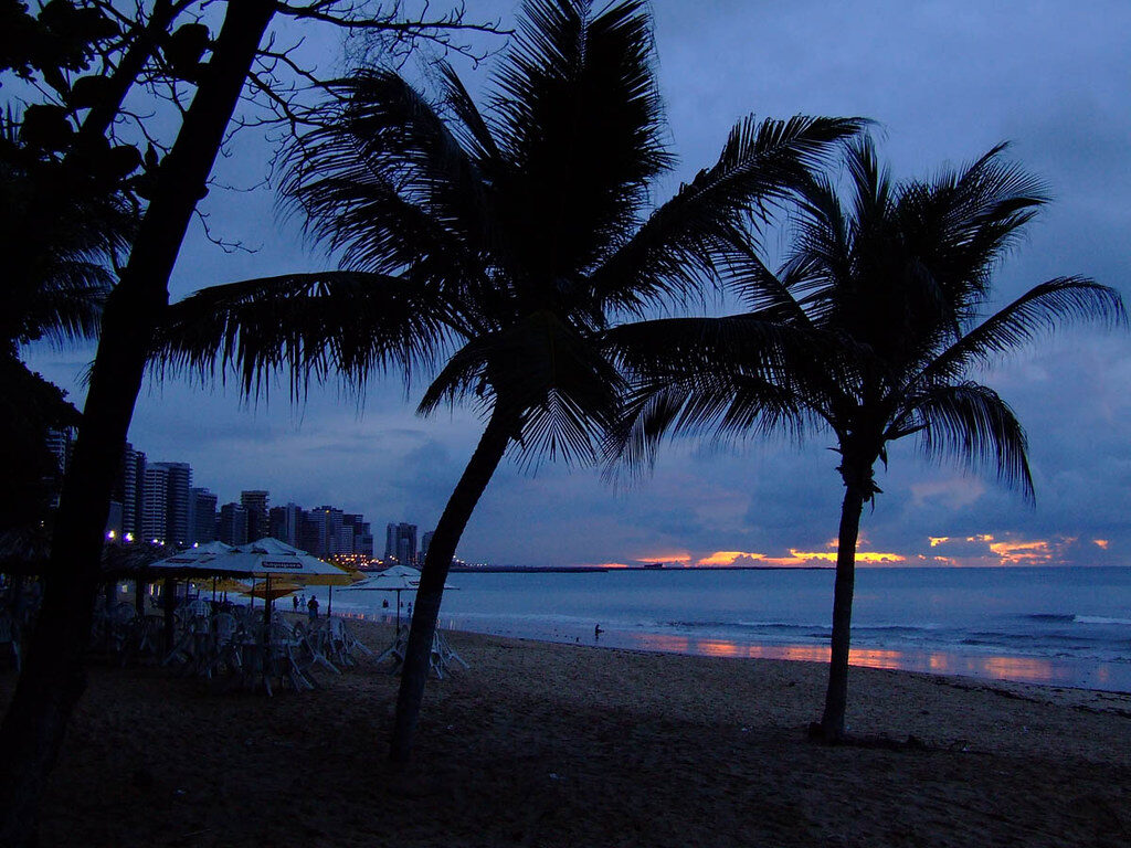 Coqueiros silhueta pôr do sol
