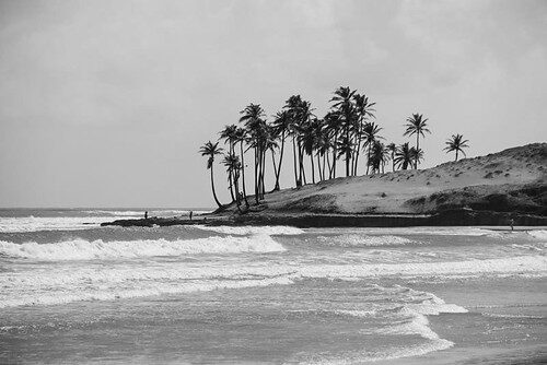 Praia tropical com palmeiras