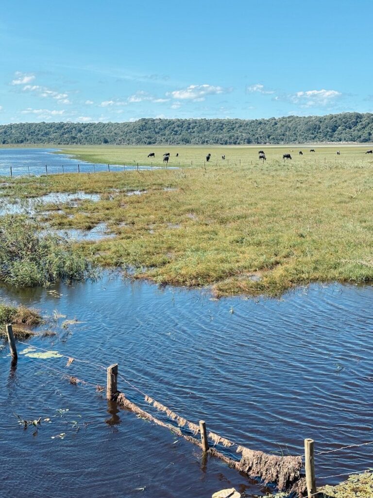 A large body of water with animals in it